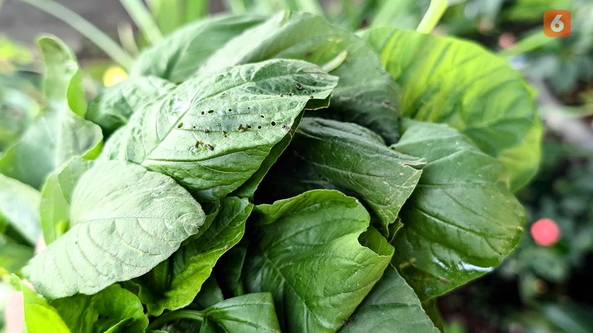 Bayam Disebut Makanan Super, Bantu Turunkan Tekanan Darah