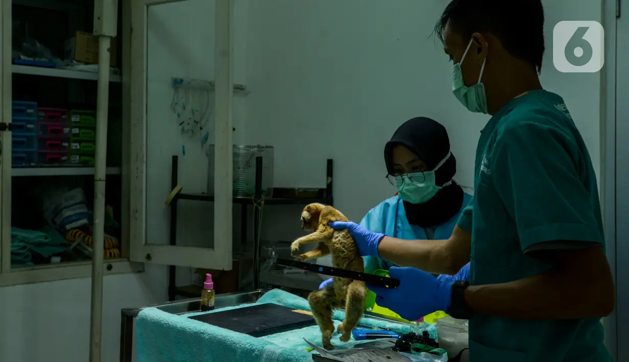 Tim medis IAR melakukan pemeriksaan kesehatan terhadap Kukang Jawa di Pusat Rehabilitasi International Animal Rescue Bogor, Jawa Barat, 23 Januari 2020. Sebanyak 155 Kukang menjalani karantina pemeriksaan, pengecekan dan perawatan kesehatan sebelum dilepas ke habitatnya. (merdeka.com/Imam Buhori)