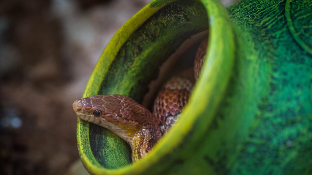 Arti Mimpi ada Ular di Rumah yang Bikin Merinding - Lifestyle