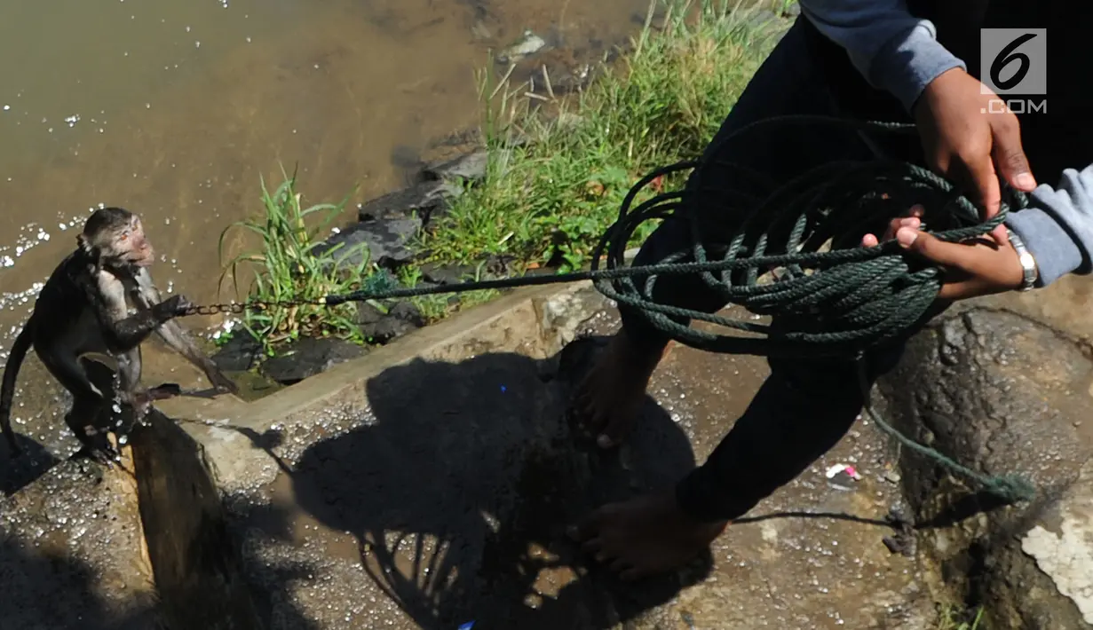 Pemilik menarik kembali monyetnya ke tepian Sungai Ciliwung untuk dimandikan di kawasan Bendungan Katulampa, Bogor, Kamis (29/3). Monyet tersebut dilemparkan ke sungai dengan rantai yang masih mengikat lehernya. (Merdeka.com/Arie Basuki)