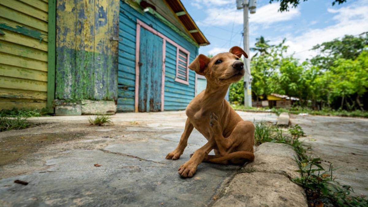 7 Cara Mengusir Anjing Kampung yang Suka Nongkrong di Depan Rumah, Aman dan Efektif