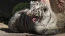 Salah satu dari dua bayi harimau Benggala yang lahir di kebun binatang San Jorge, Meksiko, 28 November 2017. Harimau Benggala ini punya bobot sekitar 200 - 250 kg dengan panjang mencapai tiga meter saat mencapai usia dewasa. (AFP PHOTO / HERIKA MARTINEZ)