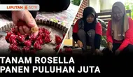 Seperti perempuan di Magelang yang gemar dengan tanaman satu ini, ia budidaya dan mengolah bunga rosella menjadi makanan dan minuman. Hasilnya pun menggiurkan, dalam satu bulan ia bisa meraup keuntungan puluhan juta rupiah. Berikut Berani Berubah, ep...
