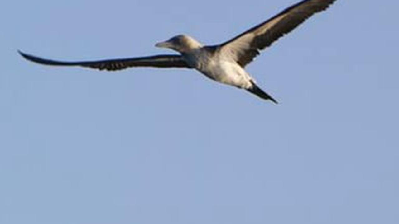 15. Burung Penciduk Galápagos