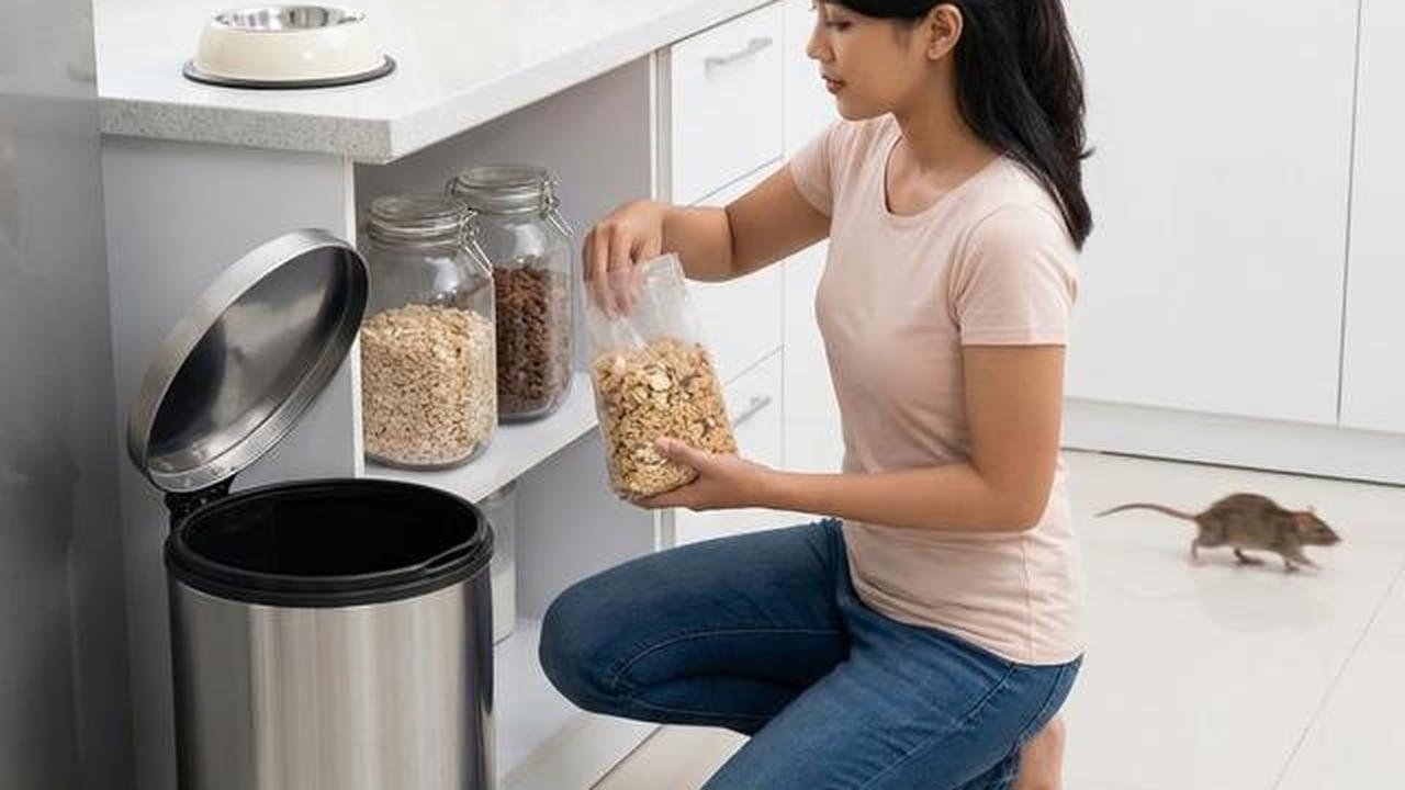 Cara Agar Tikus Tidak Buang Kotoran di Tempat yang Sama, Dijamin Kapok