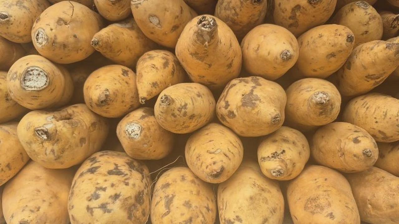 Inovasi Kultur Jaringan Dorong Produksi Ubi Cilembu Sumedang untuk Pasar Global