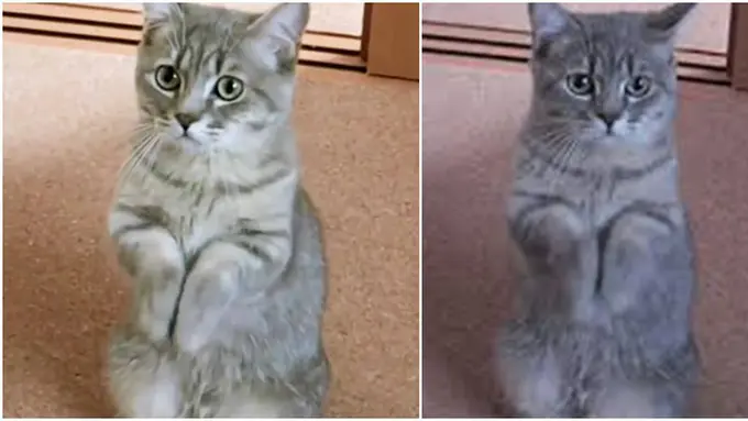 Photo copyright Youtube/DekoniM