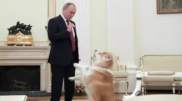 Presiden Vladimir Putin bermain dengan anjingnya yang bernama Yume sebelum memberikan keterangan untuk media Jepang, Japanese Nippon Television dan surat kabar Yomiuri di Kremlin di Moskow, Rusia (7/12). (Sputnik/Kremlin/Alexei Druzhinin via Reuters)