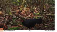 Burung Asli Sumatera Penghuni Lantai Hutan Gambut