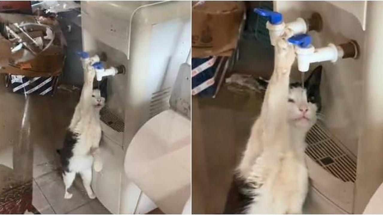 Viral, Aksi Gemas Kucing Minum dari Dispenser Ini Kocak Banget