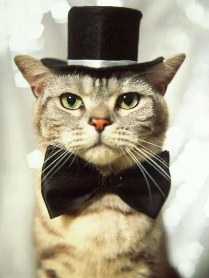 Kucing Bertopi Sanggup Bikin Kamu Menjerit Gemas Subuh Ini