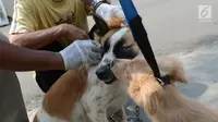 Petugas menyuntikkan vaksin anti rabies pada anjing milik warga di Kelapa Dua Wetan, Ciracas, Selasa (8/1). Kegiatan ini memberikan edukasi tentang pentingnya peran serta masyarakat dalam mempertahankan Jakarta Timur bebas rabies (Merdeka.com/Imam Buhori)