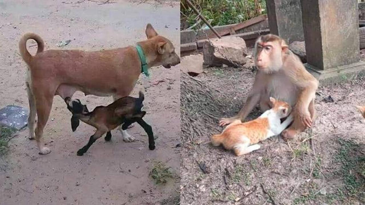 6 Potret Hewan Salah Induk saat Minta Susu Ini Nyeleneh