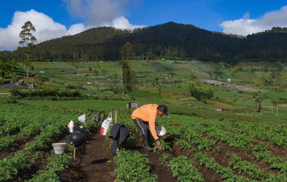 FOTO: Petani Kentang Dieng Terpinggirkan di Tengah Turunnya Harga Pupuk Subsidi