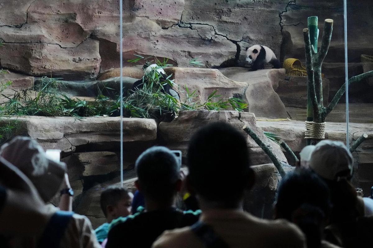 FOTO: Tingkah Lucu Rio Panda Raksasa Kelahiran Indonesia Curi Perhatian Pengunjung