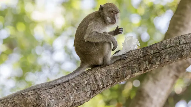 Mengenal Monkey Malaria dan Dua Jenis Monyet yang Bisa Menularkannya