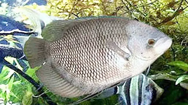 Jenis Ikan Gurame yang Cepat Besar dan Cepat Panen