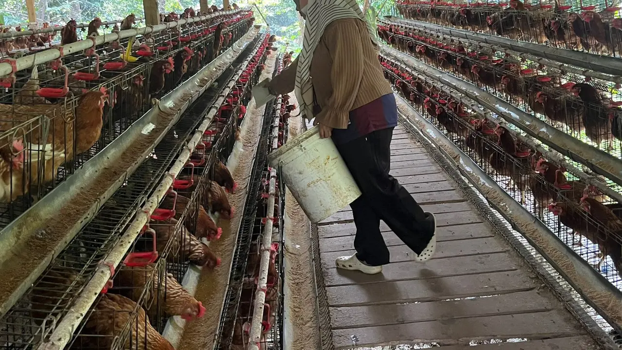Pemilik Usaha Ayam Petelur di Cibodas, Nahtadia (28)