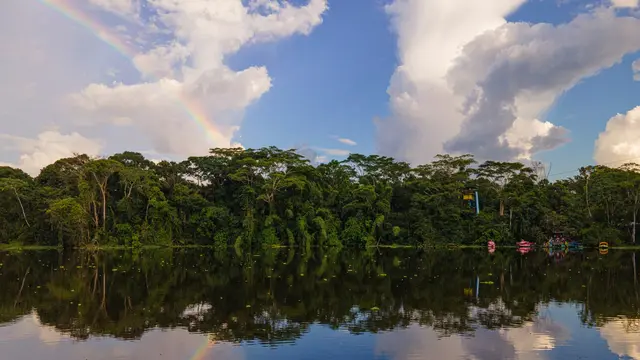 Ilustrasi Hutan Amazon (Unsplash)