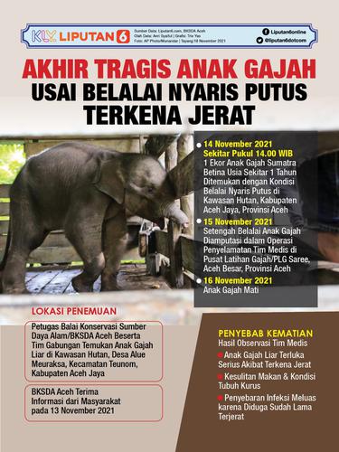 Infografis Akhir Tragis Anak Gajah Usai Belalai Nyaris Putus Terkena Jerat. (Liputan6.com/Trieyasni)