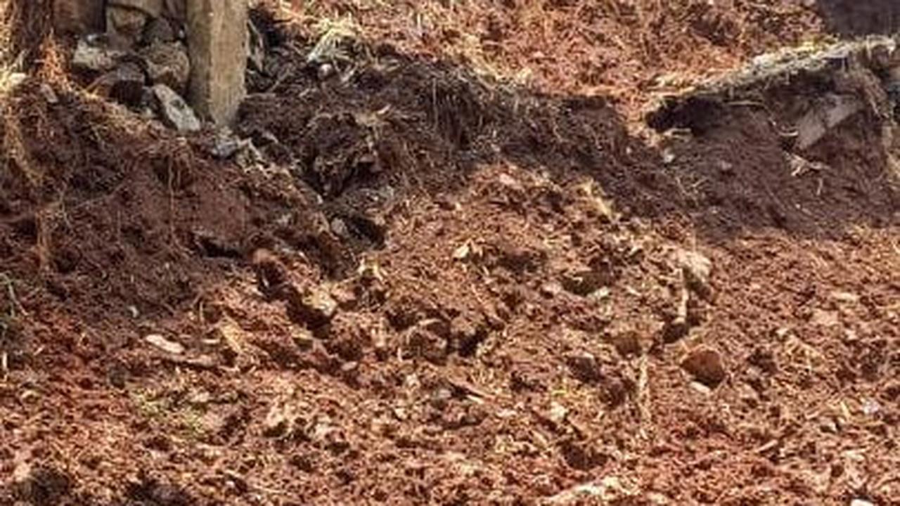 Turap Penahan Tebing di Taman Margasatwa Ragunan Jebol Akibat Curah Hujan Tinggi