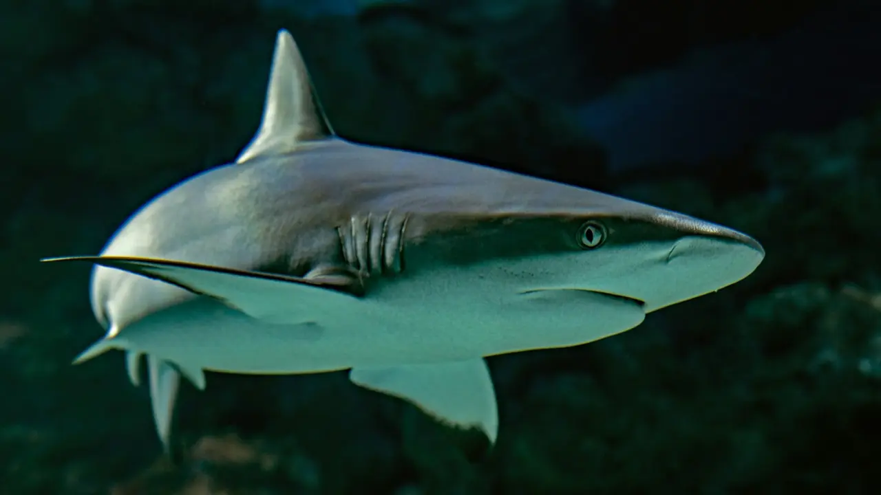 Shark