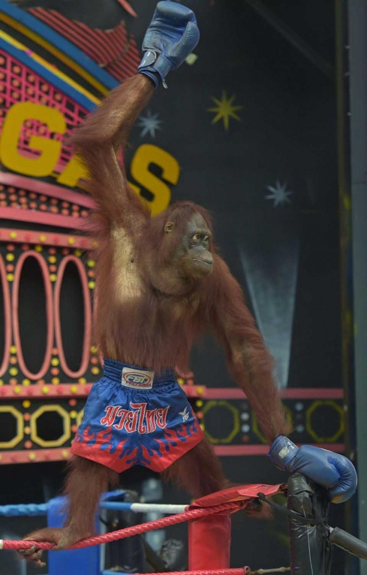 Aksi seru dan lucu orang utan bertanding Muay Thai
