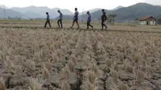 Sejumlah Bobotoh melintasi sawah saat akan menonton pertandingan Persib melawan Mitra Kukar di Stadion Si Jalak Harupat, Bandung. (Bola.com/Vitalis Yogi Trisna)