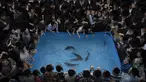 Kaum Yahudi Ultra-Ortodoks mengelilingi kolam plastik dengan air dan ikan saat mereka berpartisipasi dalam upacara Tashlich di kota ultra-Ortodoks Israel Bnei Brak dekat Tel Aviv, Senin, 3 Oktober 2022. Dalam upacara Tashlich, orang-orang Yahudi pergi ke genangan air besar dan secara simbolis 'membuang' dosa-dosa dengan melemparkan sepotong roti atau makanan serupa ke dalam air. (AP Photo/Oded Balilty)