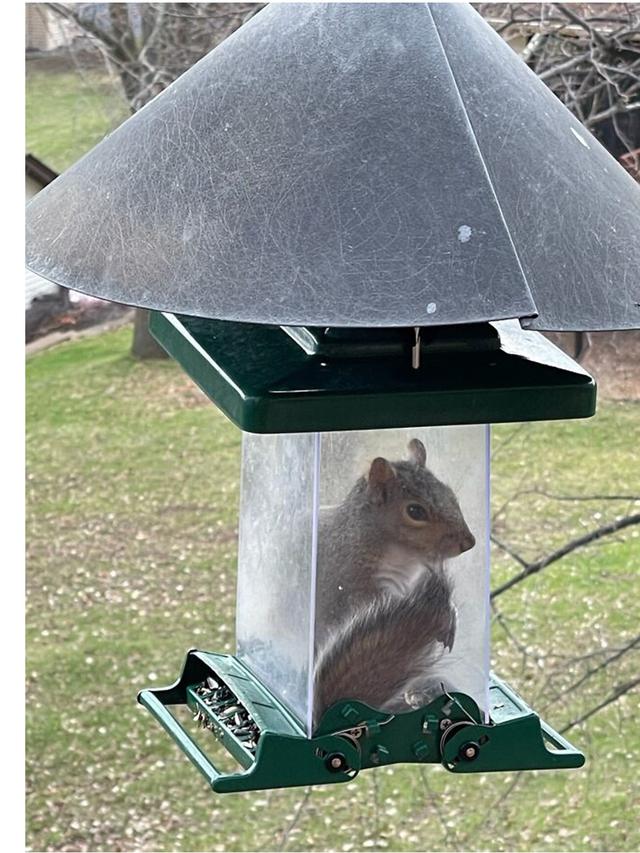 8 Potret Hewan Terjebak dalam Wadah Saat Mencuri Makanan, Bikin Geleng Kepala