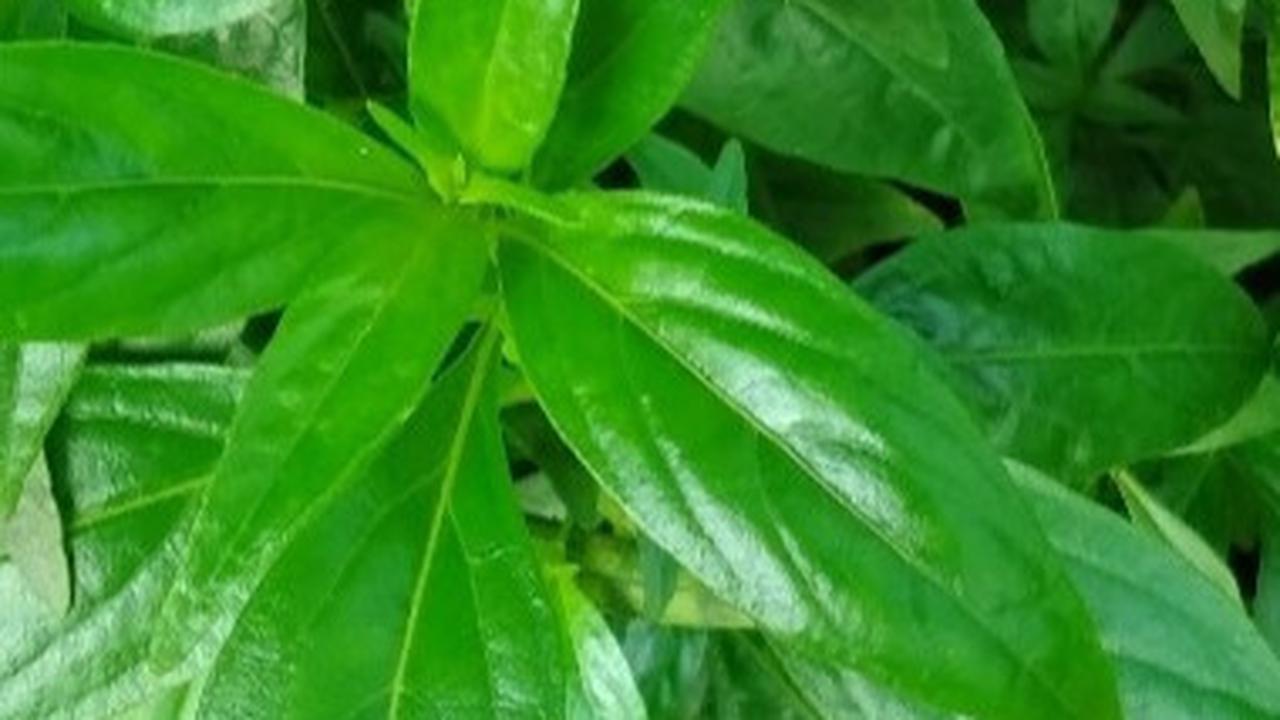 Daun sambiloto mungkin memiliki rasa yang pahit, tetapi manfaatnya untuk kesehatan tidak bisa diabaikan.