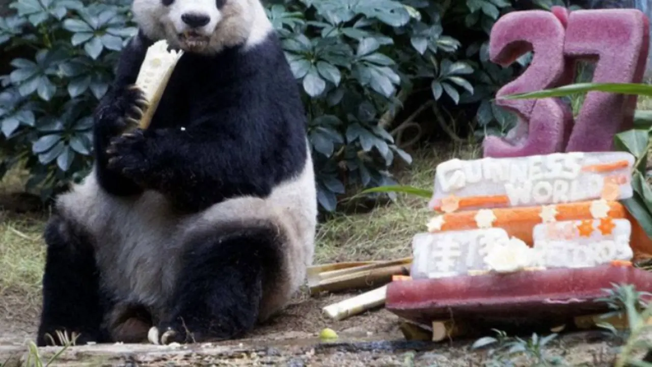 Selamat Ulang Tahun Ke-111, Panda Jia-Jia!