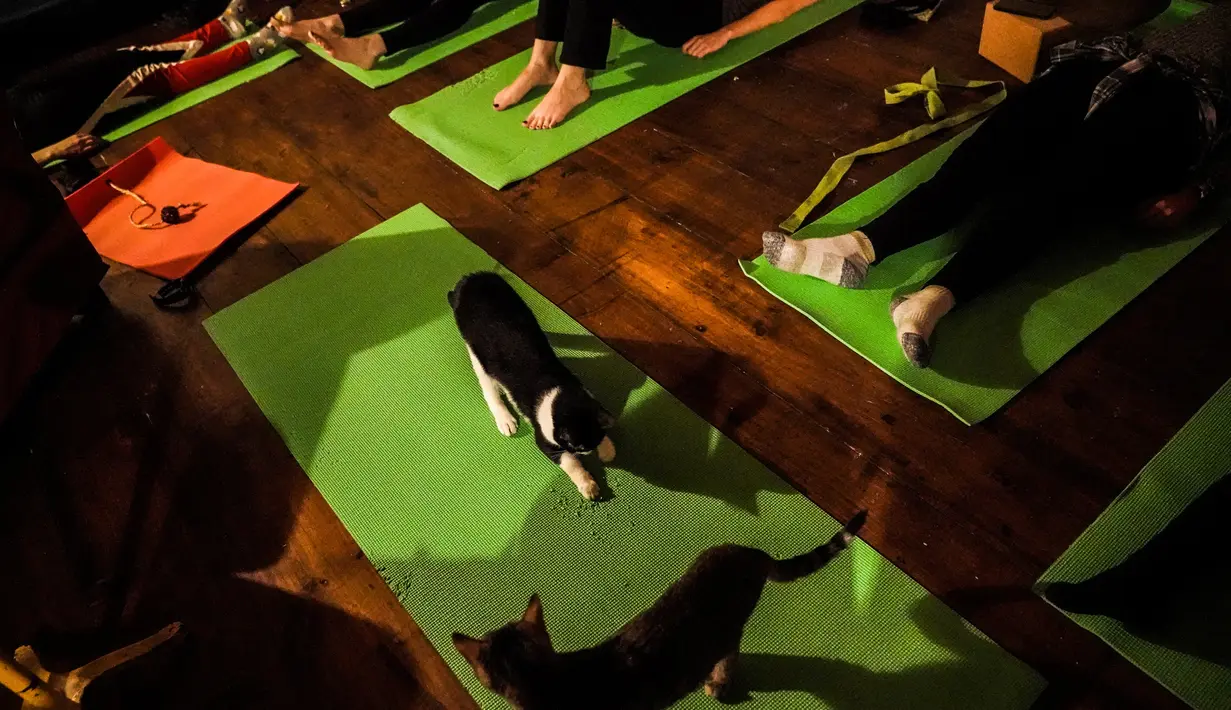Kucing duduk di atas matras yoga selama kelas yoga bersama kucing  di kafe kucing Brooklyn, New York, Rabu (13/3). Kafe ini menawarkan tempat latihan yoga dengan ditemani kucing-kucing menggemaskan. (REUTERS/Jeenah Moon)