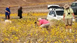 Para turis saat menikmati hamparan bunga liar yang tumbuh di Taman Nasional Death Valley, California (4/3). Wilayah yang dikenal tempat terkering di Amerika Utara ini berubah menjadi lautan warna-warni bunga liar. (ROBYN BECK / AFP)