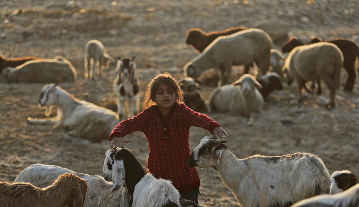 Seorang gadis nomaden Gujjar menggembalakan kambing ketika kelompok mereka berhenti sementara di jalan raya Jammu-Srinagar di Nagrota, di pinggiran Jammu, India, Selasa (9/11/2021). Anggota suku tersebut pindah dari perbukitan untuk menghindari musim dingin. (AP Photo/Channi Anand)