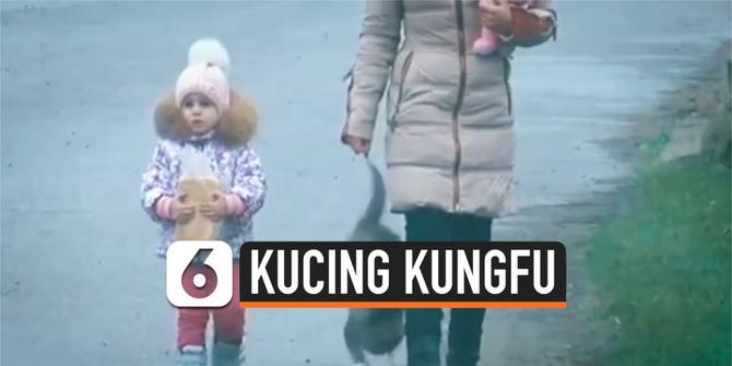 VIDEO: Bikin Gemas, Aksi Kucing 'Kungfu' di Jalan