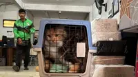 Ilustrasi anabul kucing ikut pulang kampung dengan menggunakan layanan pengiriman kargo via kereta. (dok. KAI Logistik)