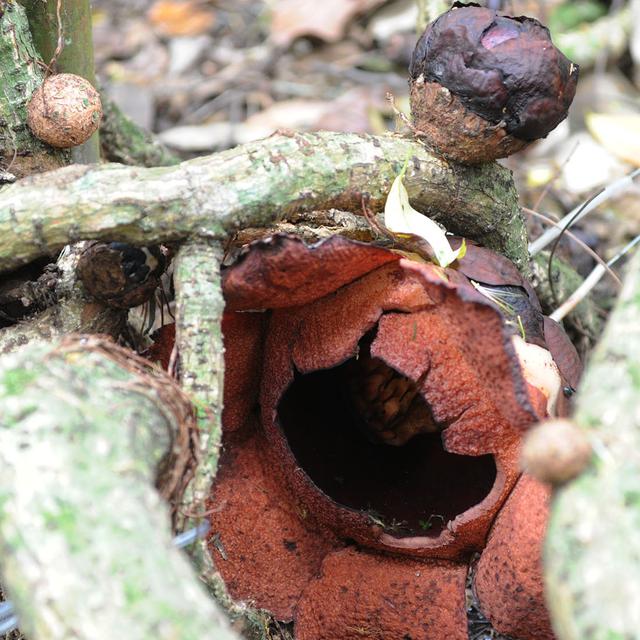 13 Tanaman Paling Langka Di Dunia 2 Ada Di Indonesia Global Liputan6 Com