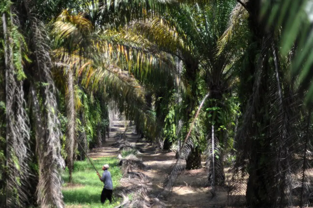 Perkebunan Kelapa Sawit