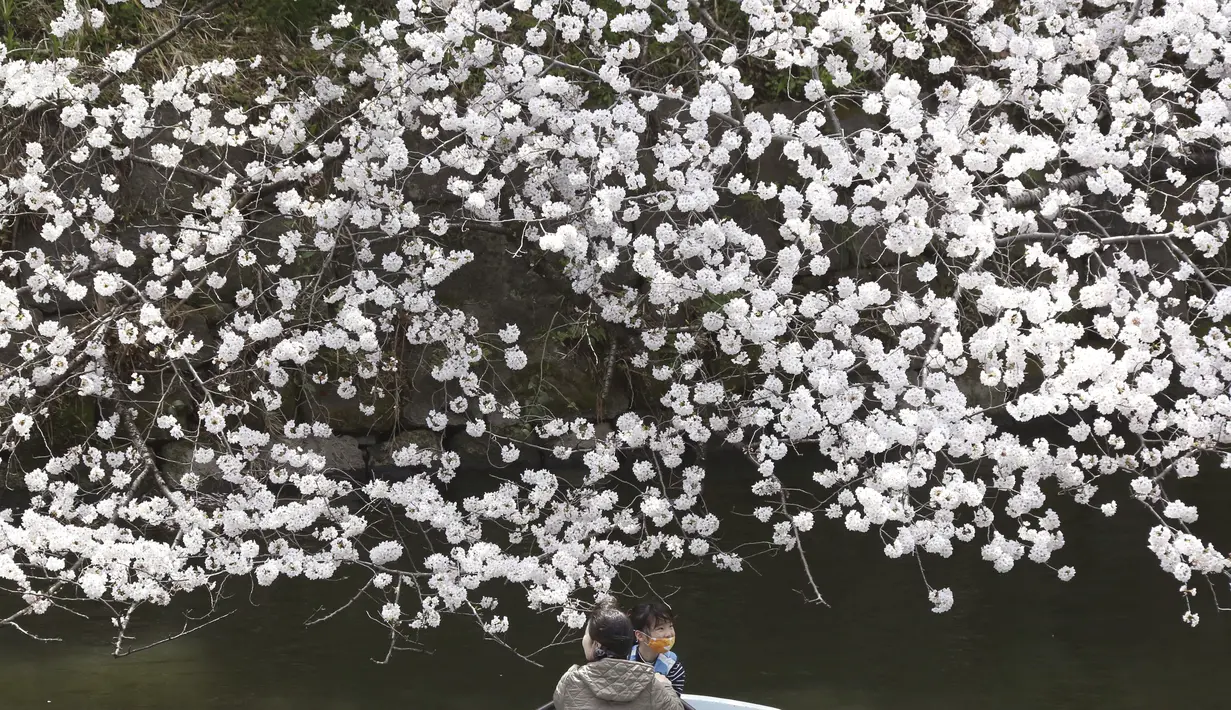Orang-orang mjenaiki kapal melihat bunga sakura yang mekar penuh di parit istana Chidorigafuchi di Tokyo, Jepang, Senin (28/3/2022). (AP Photo/Koji Sasahara)