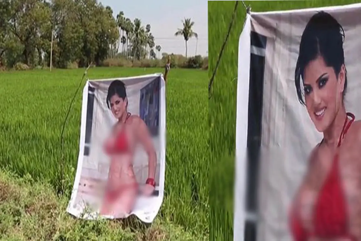 Kocak, Petani Ini Menaruh Gambar Seksi Agar Tanamannya Tidak Dicuri