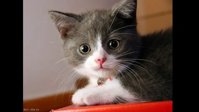 Foto: copyright wallaadoo.com