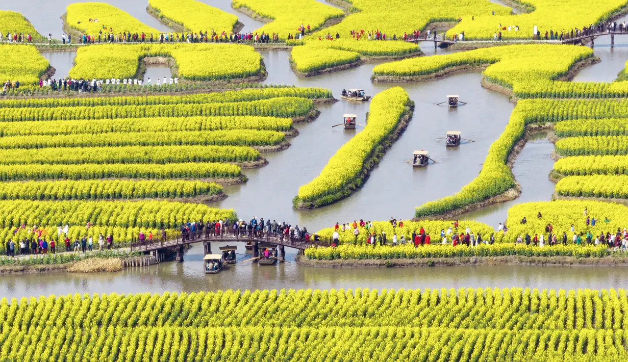 Waktu terbaik untuk mengunjungi bunga canola mekar  adalah Februari sampai Maret. (Photo by STR / AFP)