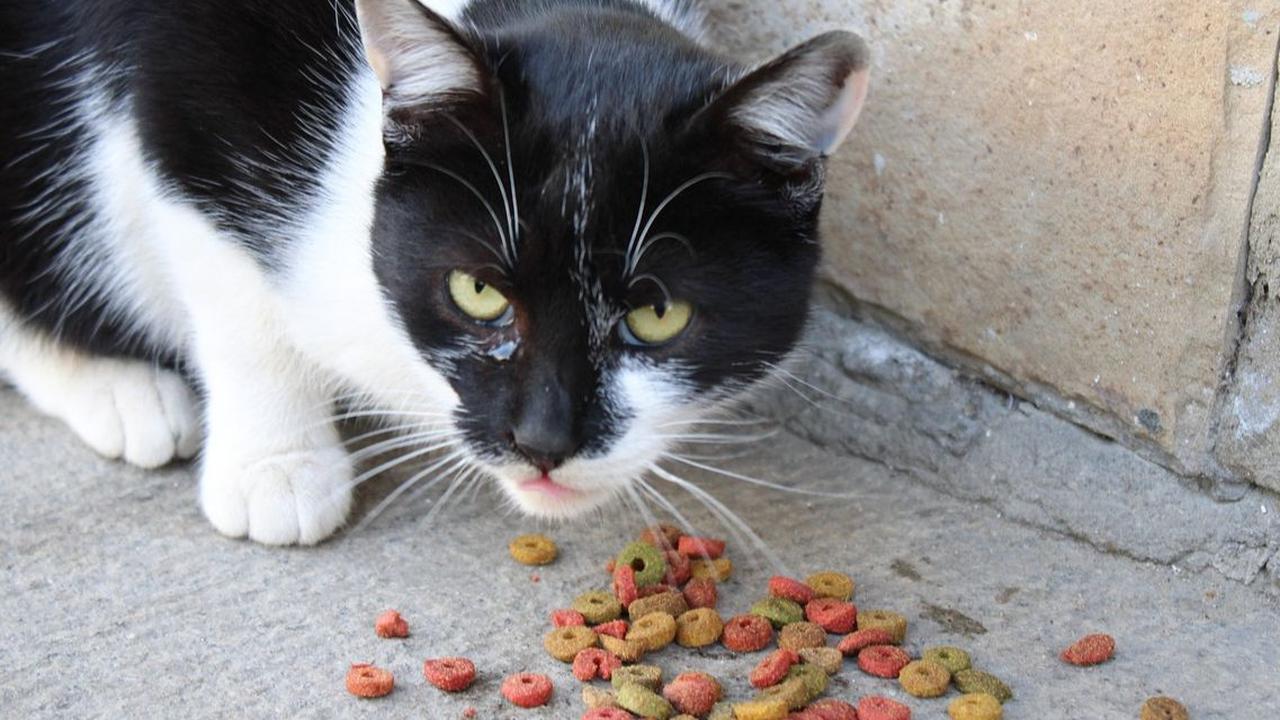 Dry Food Kucing