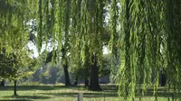 Ilustrasi pohon willow, dedalu. (Photo by Brady Netzel on Unsplash)