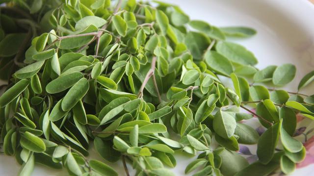 Cara Ampuh Mengolah Daun Kelor untuk Kesehatan, dari Diabetes hingga Kulit Wajah