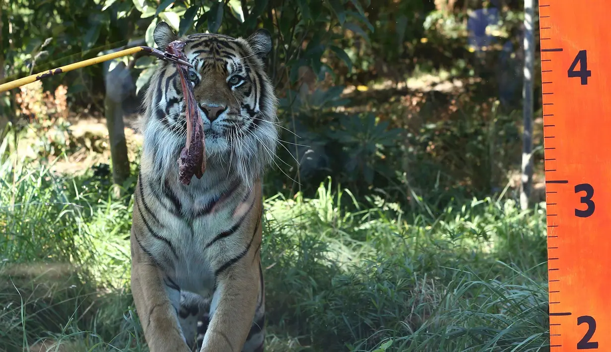 Seekor Harimau Sumatera mendekati daging di Kebun Binatang London, Inggris, Rabu (24/8). Harimau yang memiliki nama latin Panthera Tigris Sumatrae ini diduga hanya terdapat 300 harimau jenis ini yang tersisa. (REUTERS / Neil Balai)