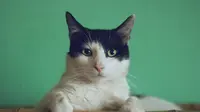 How to tell if a cat is pregnant. (Photo: Manja Vitolic/Unsplash)
