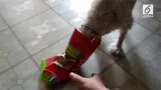 Seekor anjing mengalami hal unik usai membongkar tempat sampah. Kepalanya terjebak kantong makanan hingga akhirnya sang pemilik melepaskannya