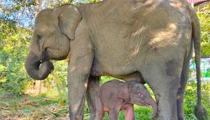 Bayi gajah Sumatera lahir dari induk bernama Yulia di Taman Nasional Way Kambas. (dok. Biro Humas Kemenhut)